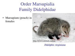 Order Marsupialia Family Didelphidae