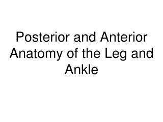 Posterior and Anterior Anatomy of the Leg and Ankle