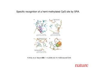 K Arita e t al. Nature 000 , 1-4 (2008) doi:10.1038/nature0724 9