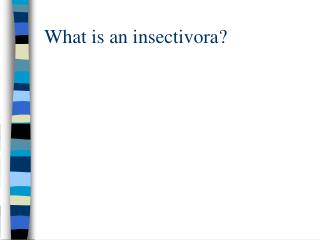 What is an insectivora?