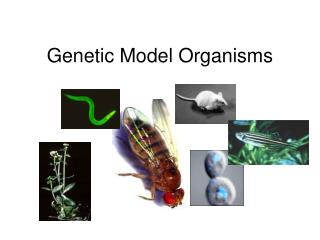 Genetic Model Organisms