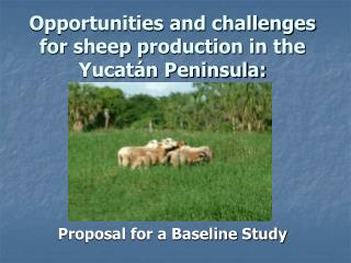 Opportunities and challenges for sheep production in the Yucatán Peninsula: