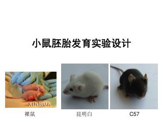 小鼠胚胎发育实验设计