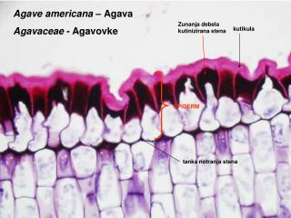 Agave americana – Agava Agavaceae - Agavovke
