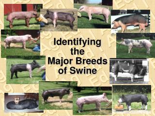 Identifying the Major Breeds of Swine