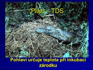 Plazi – TDS