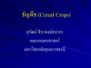 ธัญพืช ( Cereal Crops )