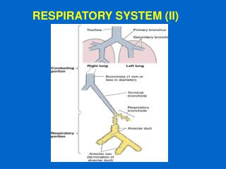 RESPIRATORY SYSTEM (II)