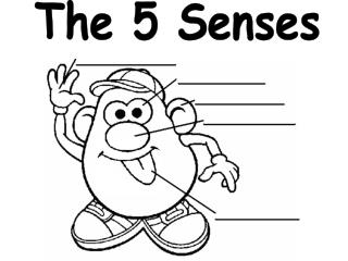 The 5 Senses