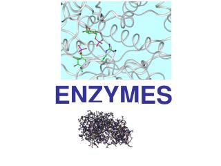 ENZYMES