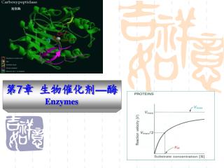 第 7 章 生物催化剂 — 酶 Enzymes