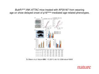 DJ Baker et al . Nature 000 , 1 - 5 (2011) doi:10.1038/nature10600