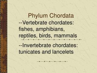 Phylum Chordata