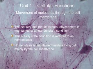 Unit 1 – Cellular Functions