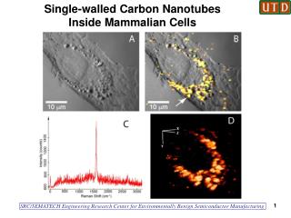 Single-walled Carbon Nanotubes Inside Mammalian Cells