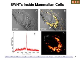 SWNTs Inside Mammalian Cells