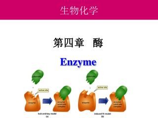 第四章 酶 Enzyme