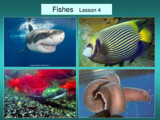 Fishes Lesson 4