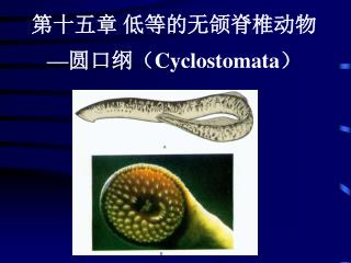 第十五章 低等的无颌脊椎动物 — 圆口纲（ Cyclostomata ）