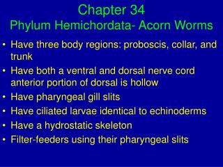 Chapter 34 Phylum Hemichordata- Acorn Worms