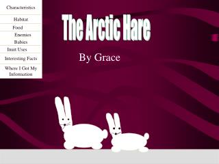 The Arctic Hare