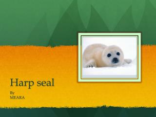Harp seal