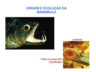 ORIGEM E EVOLUÇÃO DA MANDÍBULA