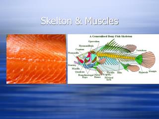 Skelton &amp; Muscles