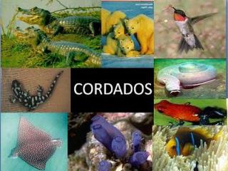 Características Gerais