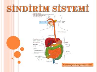 SİNDİRİM SİSTEMİ