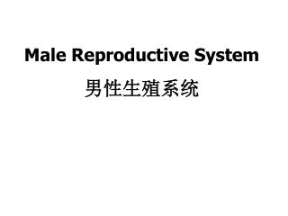 Male Reproductive System 男性生殖系统