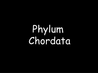 Phylum Chordata