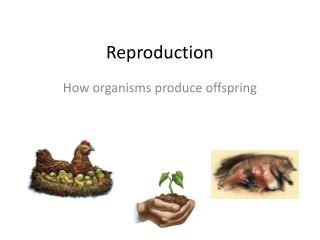 Reproduction