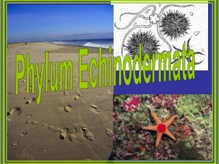 Phylum Echinodermata