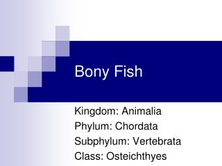 Bony Fish