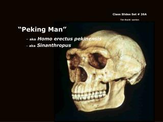 “Peking Man” aka Homo erectus pekinensis aka Sinanthropus