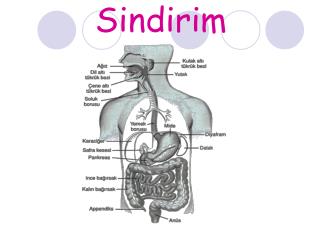 Sindirim