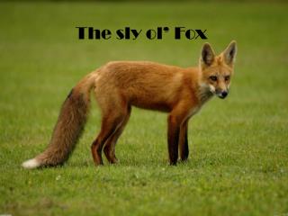 The sly ol ’ Fox