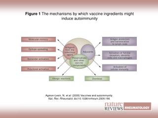 Figure 1 The mechanisms by which vaccine ingredients might induce autoimmunity