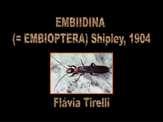 EMBIIDINA (= EMBIOPTERA) Shipley, 1904 Flávia Tirelli