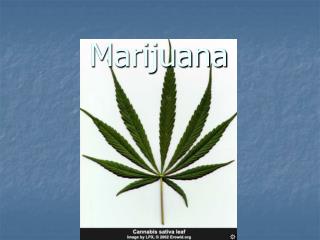 Marijuana
