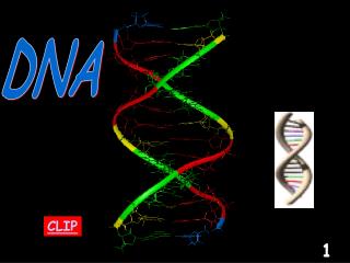 DNA
