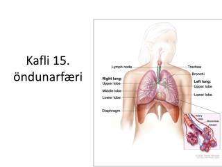 Kafli 15. öndunarfæri