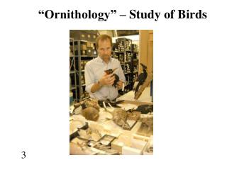 “Ornithology” – Study of Birds