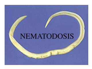 NEMATOD OSIS