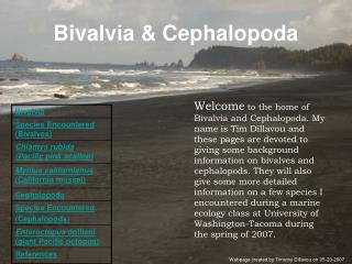 Bivalvia & Cephalopoda