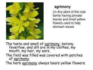 agrimony