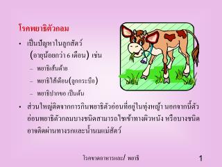 โรคพยาธิตัวกลม เป็นปัญหาในลูกสัตว์ (อายุน้อยกว่า 6 เดือน) เช่น พยาธิเส้นด้าย