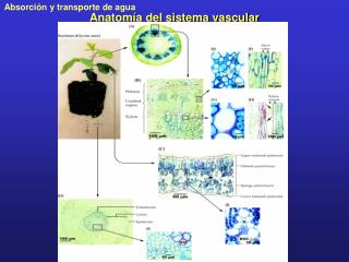 Anatomía del sistema vascular