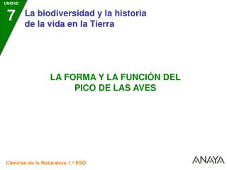 Aves que se alimentan de insectos